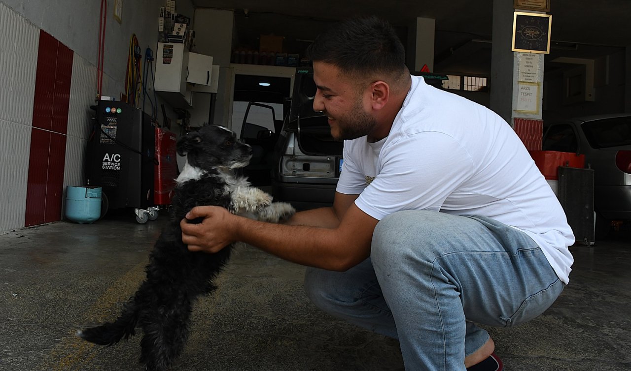 Boğazına cisim kaçan köpek esnafın müdahalesiyle kurtarıldı