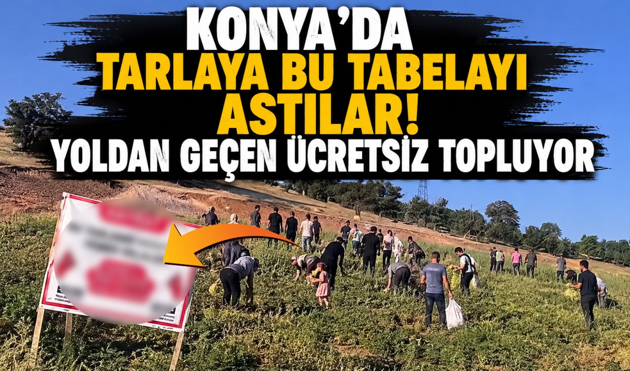 Konya’da tarlaya bu tabelayı astılar! Yoldan geçen ücretsiz topluyor