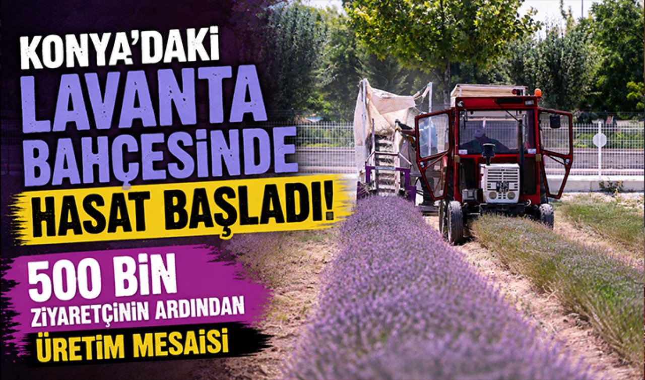 Konya’daki lavanta bahçesinde hasat başladı! 500 bin ziyaretçinin ardından üretim mesaisi
