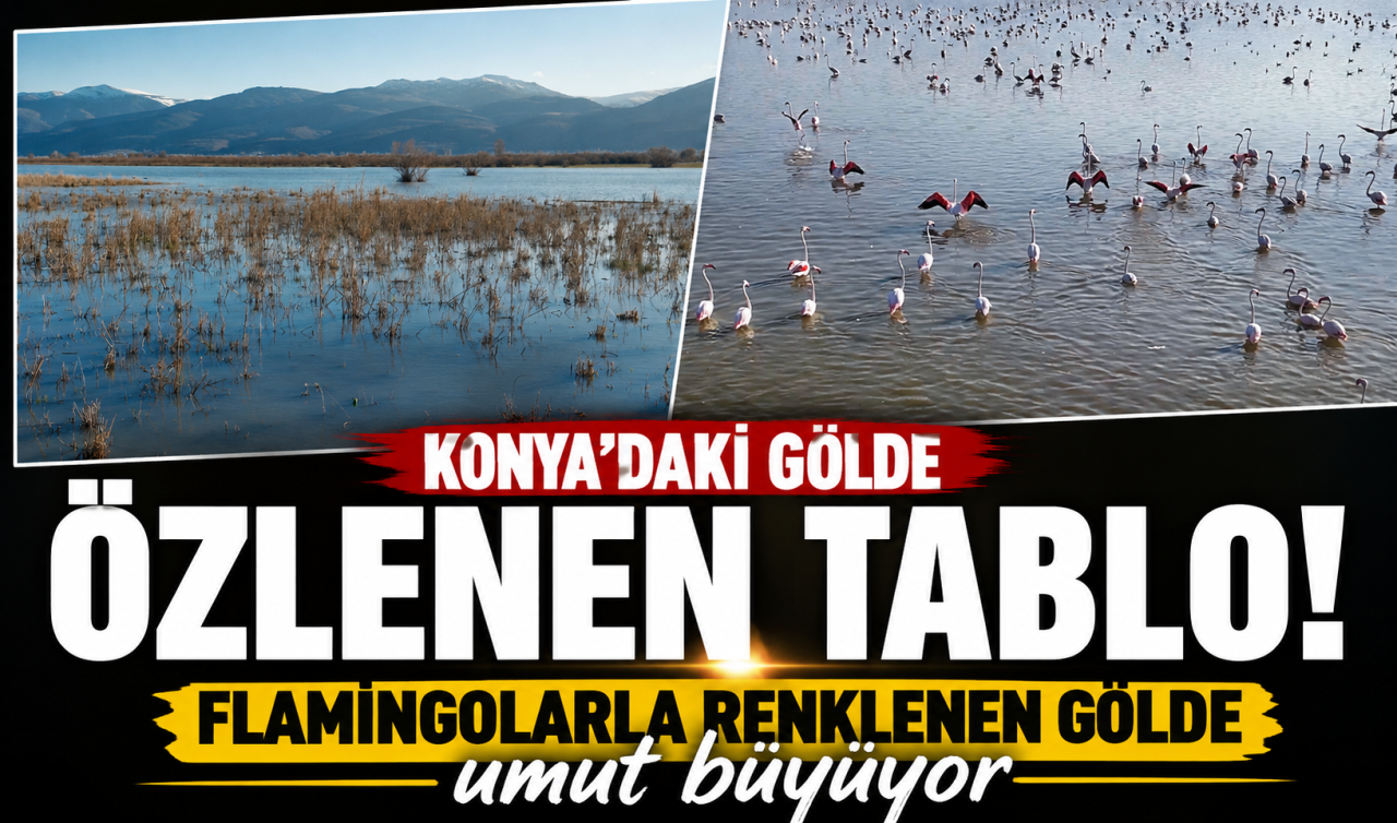 Konya’daki gölde özlenen tablo! Flamingolarla renklenen gölde umut büyüyor