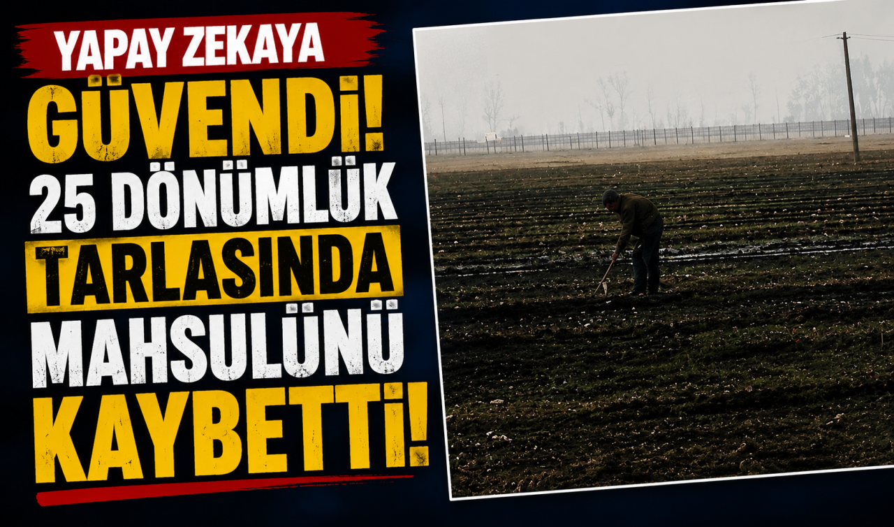 Yapay zekaya güvendi! 25 dönümlük tarlasındaki mahsulünü kaybetti