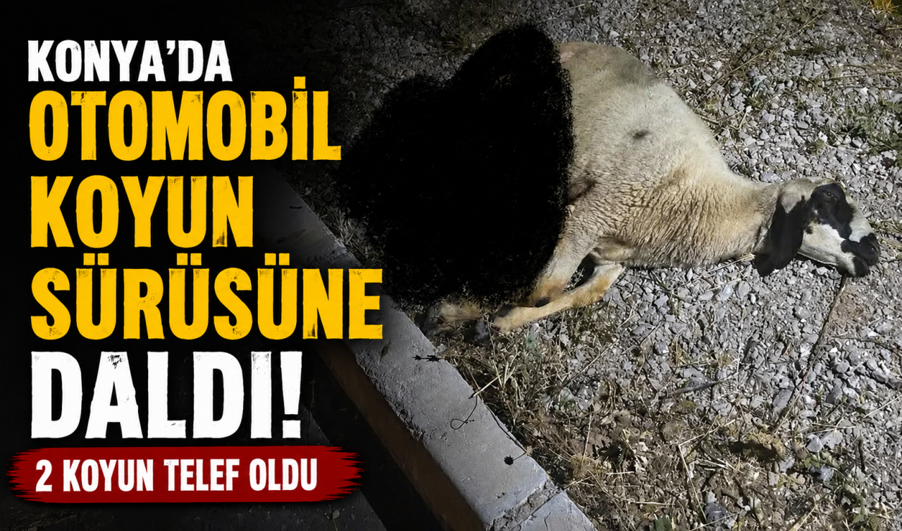 Konya’da otomobil koyun sürüsüne daldı! 2 koyun telef oldu