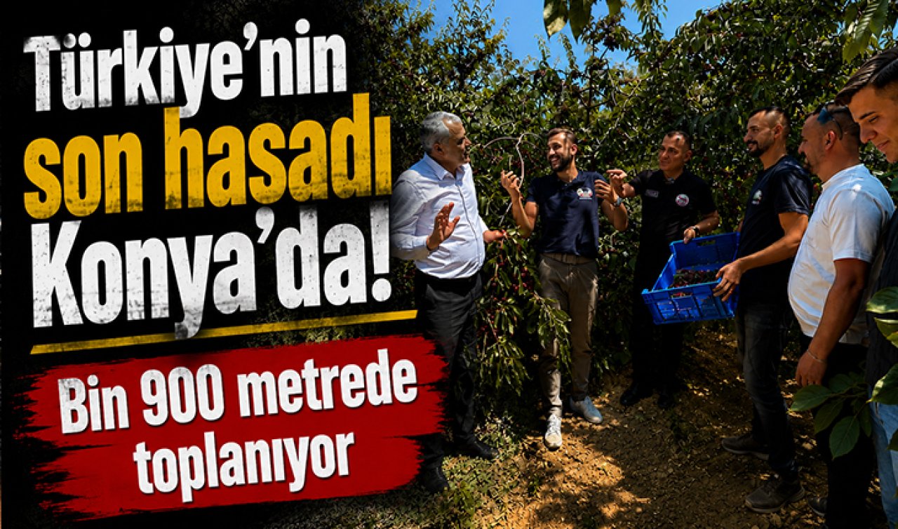 Türkiye’nin son hasadı Konya’da! Bin 900 metrede toplanıyor