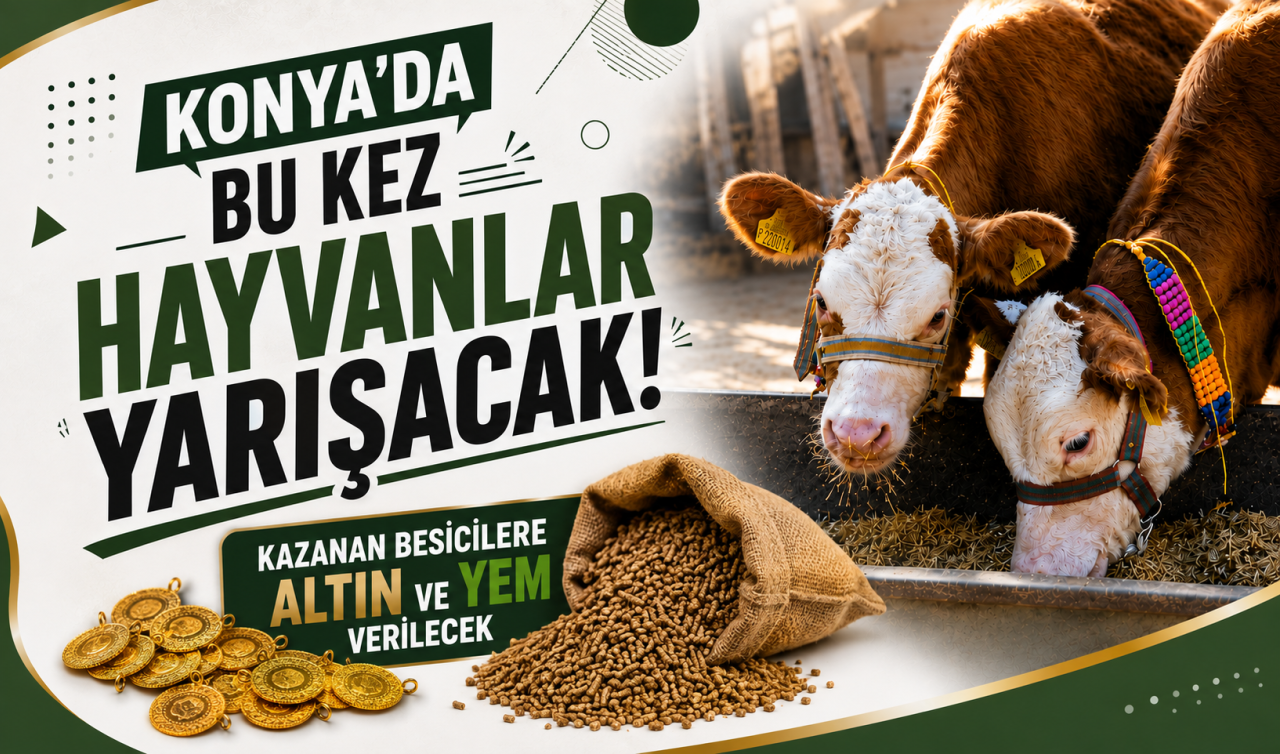 Konya’da bu kez hayvanlar yarışacak! Kazanan besicilere altın ve yem verilecek